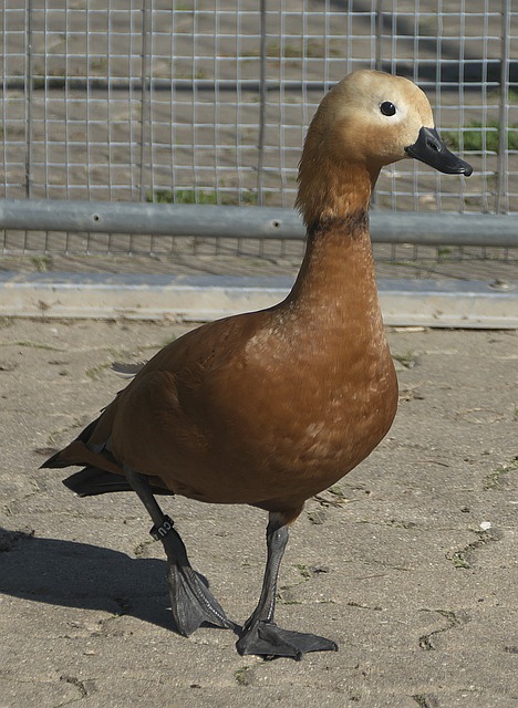 参与全球足